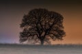 A silhouetted tree against a colourful night sky