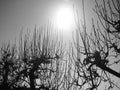 Silhouetted tree branches