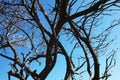 Silhouetted trees against a blue sky Royalty Free Stock Photo