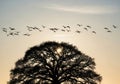 Silhouetted tree branches against a sunset sky with birds flying isolated on white background Royalty Free Stock Photo