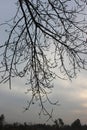 Silhouetted tree branches extend across a cloudy sky, their sparse twigs creating an intricate pattern.