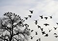 Silhouetted tree branches with a flock of birds flying in the sky isolated on white background Royalty Free Stock Photo