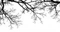 Silhouetted tree branches stretch across a stark white background, creating an intricate Royalty Free Stock Photo