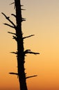 Silhouetted Tree from Clingman's Dome at sunset Royalty Free Stock Photo