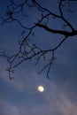 Silhouetted tree and moon