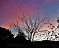 Silhouetted Tree with Pink and Blue Sky Background Royalty Free Stock Photo