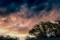 Silhouetted tree tops Against a fiery evening sky