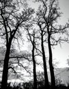 Silhouetted Trees against a Cloudy Sky in a Winter Landscape Black and White Royalty Free Stock Photo