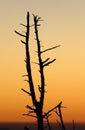 Silhouetted Trees from Clingman's Dome at sunset Royalty Free Stock Photo