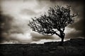 Silhouetted trees and clouds