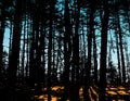 Silhouetted trees in forest