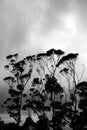 Silhouetted trees with hazy clouds at the back