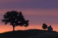 Silhouetted trees on skyline