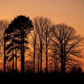 Silhouetted trees stand against a vibrant orange sunset sky. The diverse tree shapes include a tall Royalty Free Stock Photo