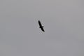 Silhouetted Turkey Vulture (Cathartes aura) in flight high in sky Royalty Free Stock Photo