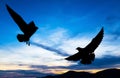 Silhouetted two seagull flying at sunset Royalty Free Stock Photo