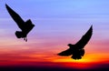 Silhouetted two seagull flying at sunset Royalty Free Stock Photo