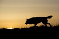 Silhouetted wolf hunting at sunrise Royalty Free Stock Photo