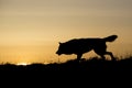 Silhouetted wolf hunting at sunrise