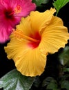 Silhouetted Yellow and Magenta Hibiscus on a Black Background