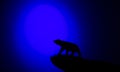 Silhouettes of animals on blue background Royalty Free Stock Photo