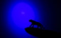 Silhouettes of animals on blue background