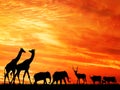 Animal silhouettes in sunset background Royalty Free Stock Photo