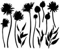 silhouettes of asters and chrysanthemums. Floral elements isolated on the white background.