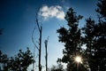 Silhouettes of bare dead dry trees