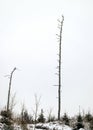 Silhouettes of bare and dead trees on a monotonous and gray background, cloudy winter day Royalty Free Stock Photo