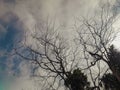 Silhouettes of bare, dry tree branches against a dramatic cloudy sky. Royalty Free Stock Photo