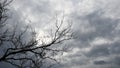 Halloween background of dark blue overcast sky and bare tree branches Royalty Free Stock Photo