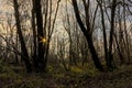 Silhouettes of bare trees against a winter sky with sunstar in the Flemish countryside