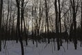 silhouettes of bare trees in a frest with snow against the winter evening sky Royalty Free Stock Photo