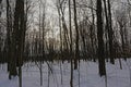 Silhouettes of bare trees in a frest with snow against the winter evening sky Royalty Free Stock Photo