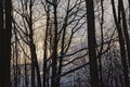 Silhouettes of bare trees in a frest with snow against the winter evening sky Royalty Free Stock Photo