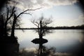 Silhouettes of bare trees in a river - Mystic mood photo made wi