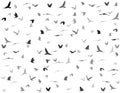 Silhouettes of birds Royalty Free Stock Photo