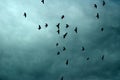 Silhouettes of Birds In Cloudy Blue Sky Royalty Free Stock Photo