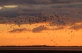 Silhouettes of birds in flight sunset colored sky