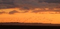 Silhouettes of birds in flight sunset colored sky