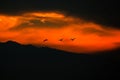 Silhouettes of birds flying against burning red fire sky. Black background.