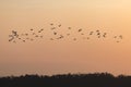 Silhouettes of birds flying with sunset sky go home Royalty Free Stock Photo