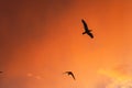 Silhouettes of birds flying under a cloudy sky during a beautiful sunset - great for wallpapers Royalty Free Stock Photo