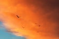 Silhouettes of birds flying under a cloudy sky during a beautiful sunset - great for wallpapers Royalty Free Stock Photo