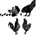 Silhouettes of birds hen with chickens and a rooster. Poultry logo