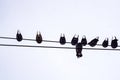 Silhouettes of birds pigeons on wires against the sky, isolate, down up