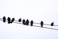 Silhouettes of birds pigeons on wires against the sky, isolate, down up Royalty Free Stock Photo