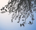 Silhouettes birds on tree branches in morning forest