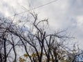 Silhouettes of black bare tree branches and wire. Fallen leaves Royalty Free Stock Photo